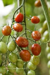 Image du Maroc Professionnelle de  Avec l'introduction des cultures sous abris serres, la région de Dakhla est devenue en très peu de temps célèbre pour ces productions de fruits et légumes destinés à l’export.  Sous d’immenses serres, la production des tomates en grappes bénéficie d’un climat phénoménalement ensoleillé, tempéré et régulier, Mardi 21 Novembre 2006. (Photo / Abdeljalil Bounhar)